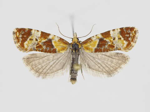 Image of Phtheochroa vulneratana Zetterstedt