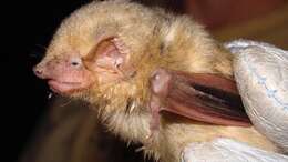 Image of western yellow bat