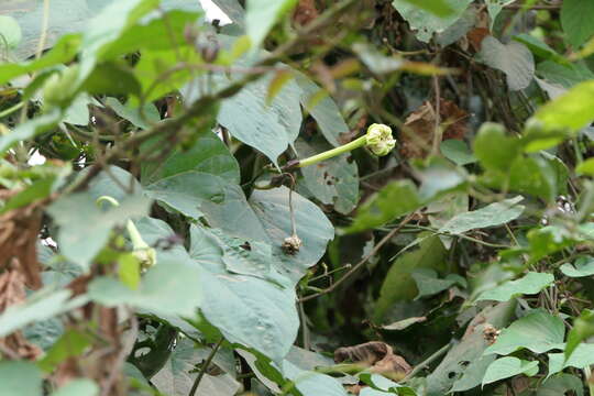 Image of Moonflower or moon vine