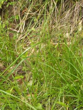 Image of Carex capillacea Boott