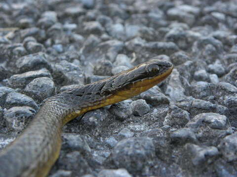 Image of Striped Crayfish Snake