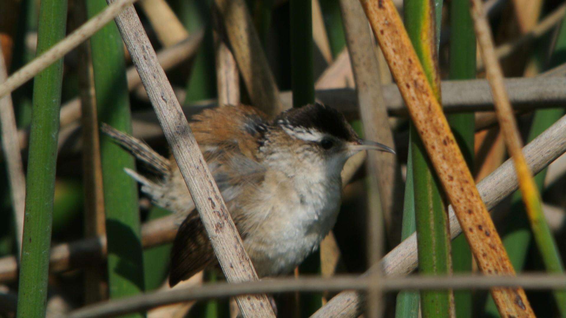 Image of Marsh Wren