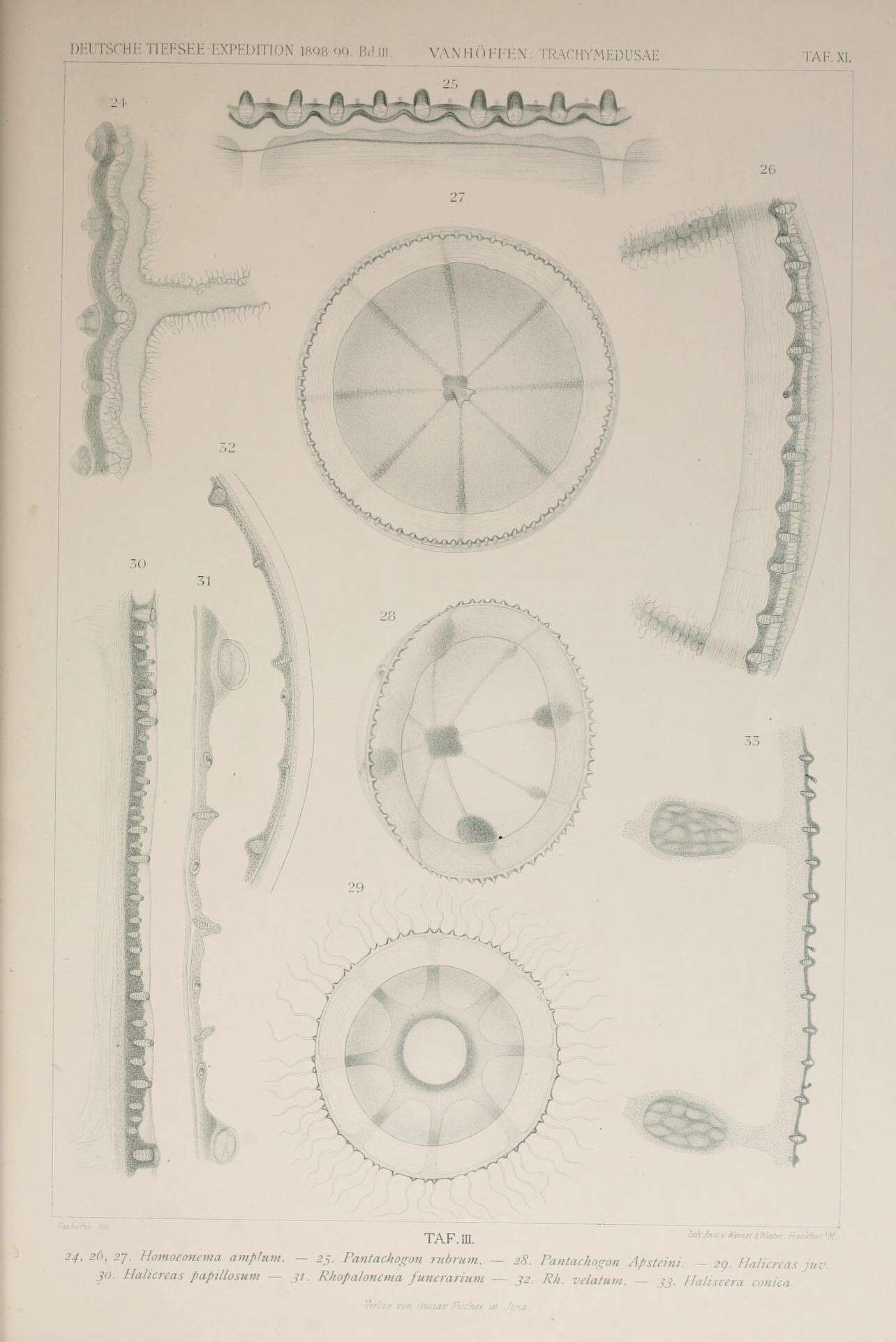 Image of Halicreas Fewkes 1882