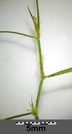 Image of Hairlike Pondweed