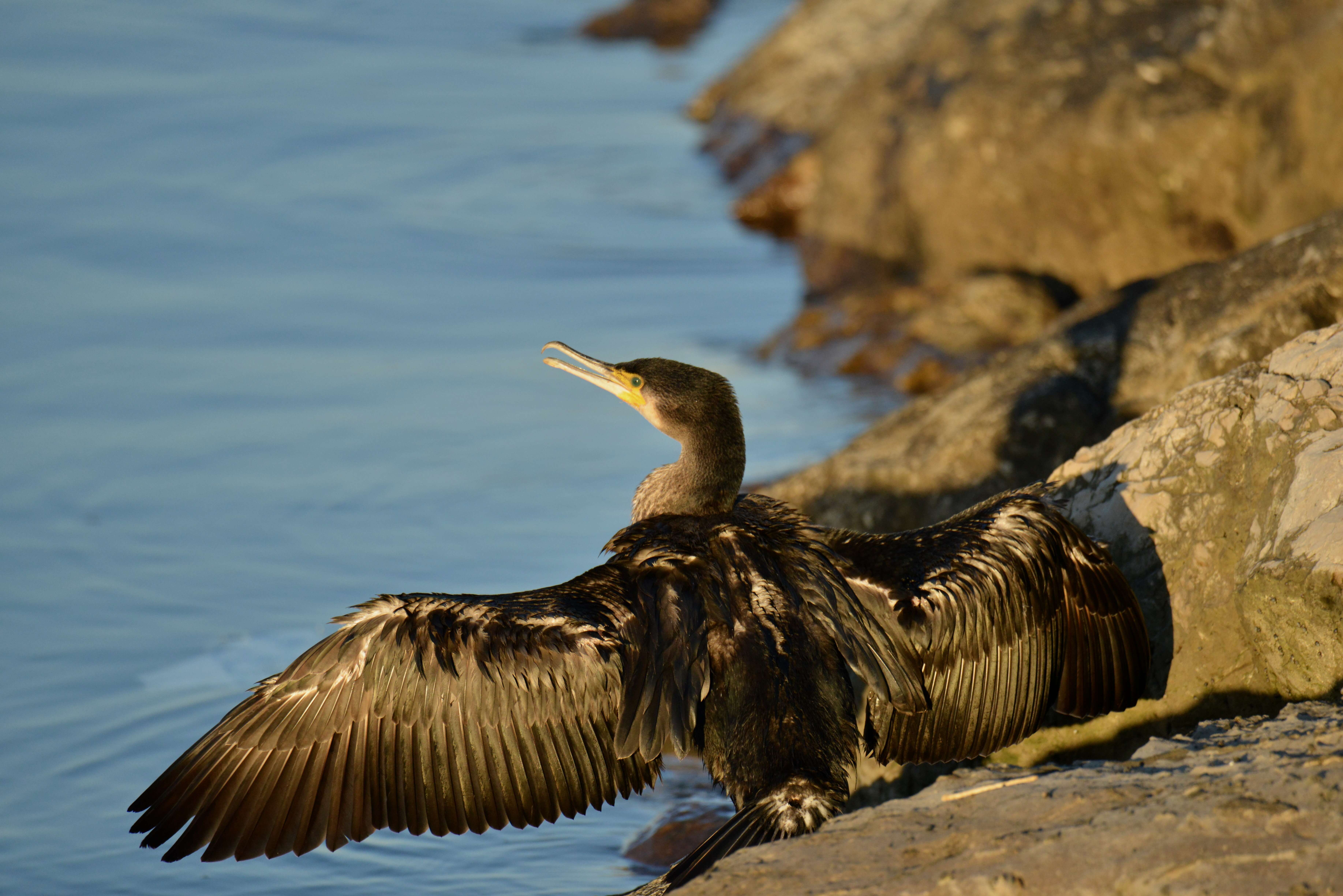 Image of Black Shag