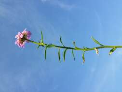 Plancia ëd Iberis umbellata L.