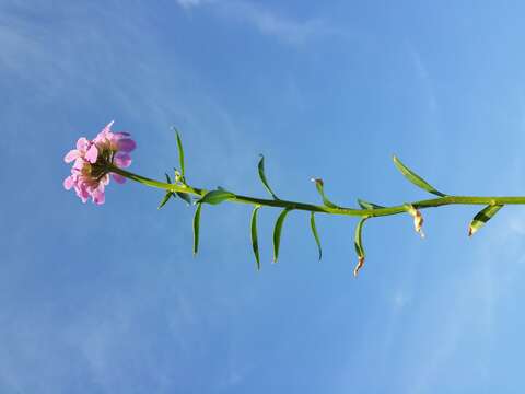 Imagem de Iberis umbellata L.