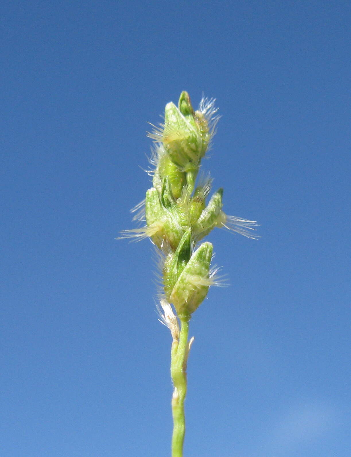 Image of Thyridolepis mitchelliana (Nees) S. T. Blake