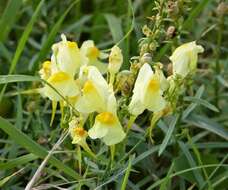 Image of Common Toadflax