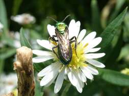 Image of Pure Green Augochlora