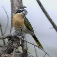 Image of Olive Bushshrike