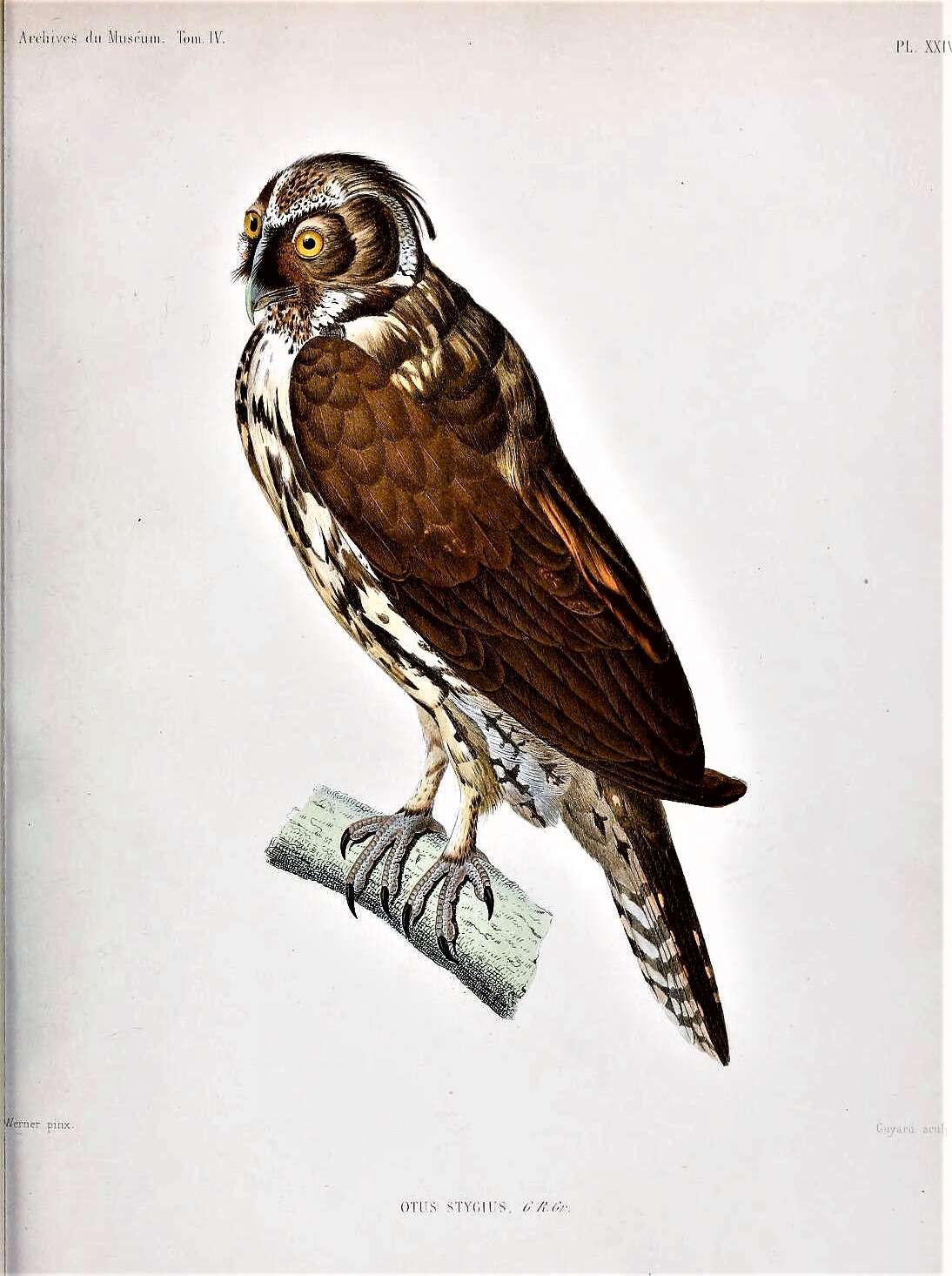 Image of Stygian Owl