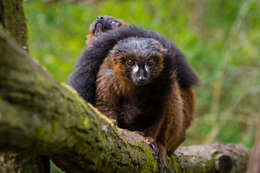 Image of Red-bellied Lemur