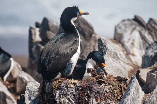 Image of Kerguelen Shag