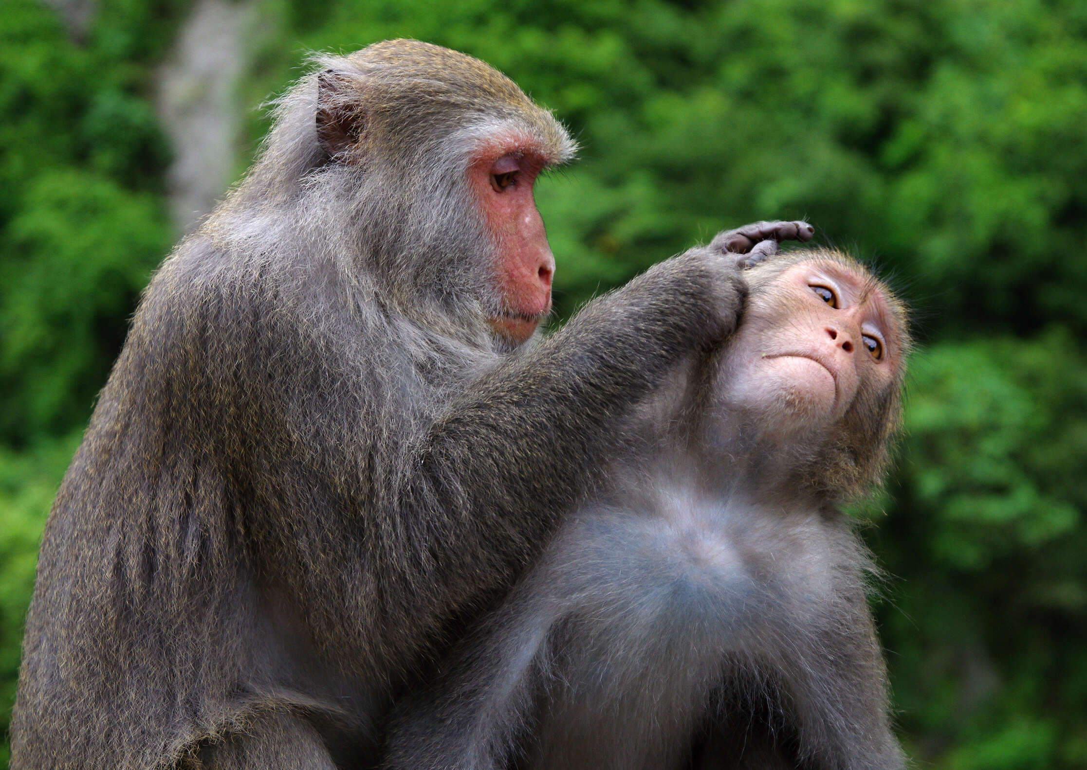 Image of Taiwan macaque