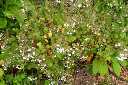 Image of New Zealand calceolaria