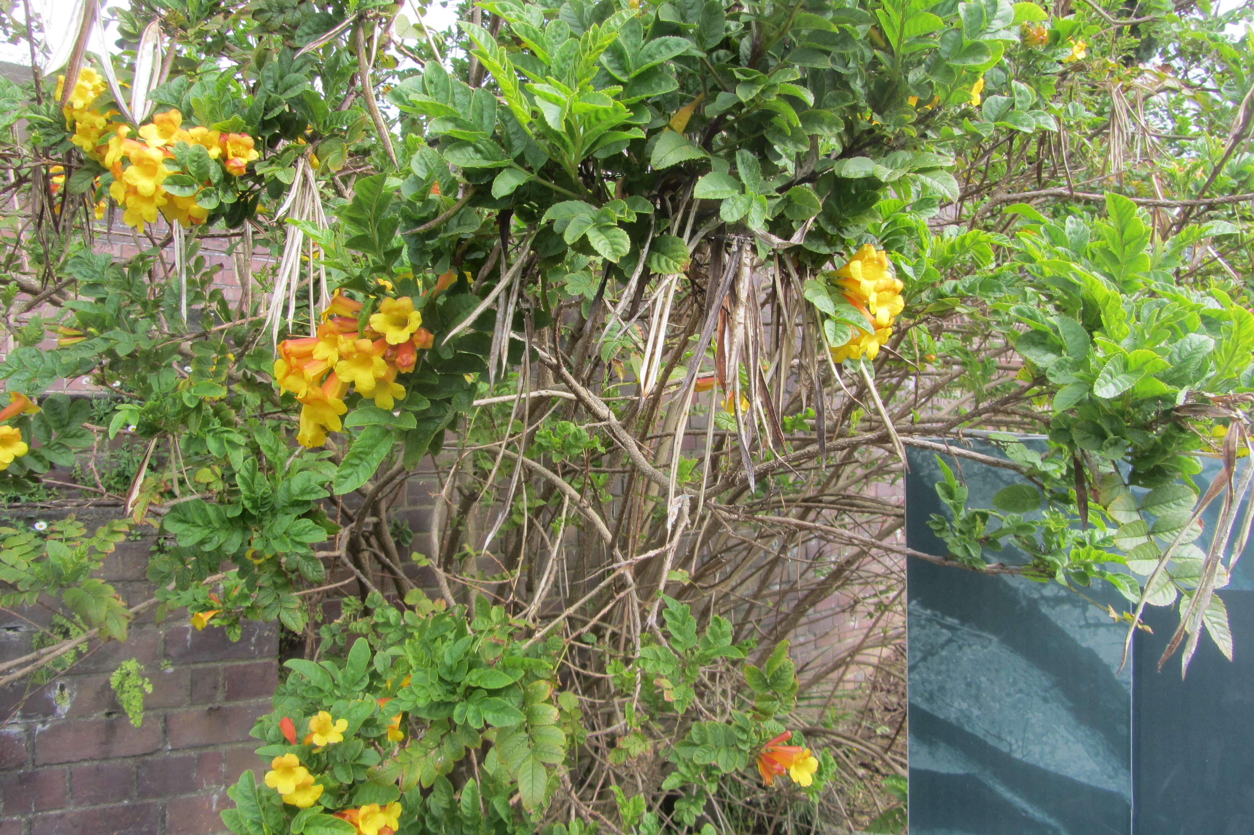 Image of Yellow bells