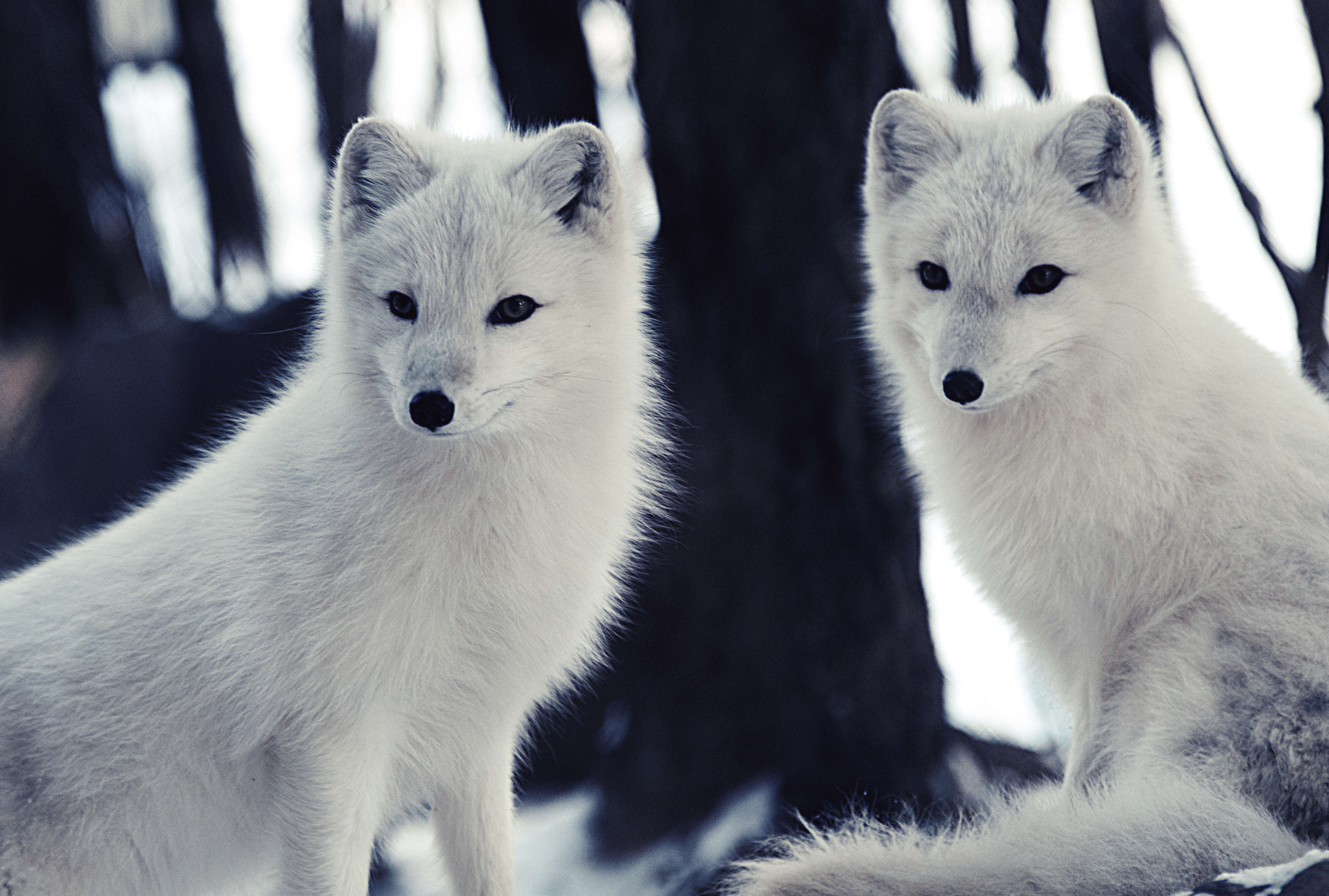 Image of Arctic Fox