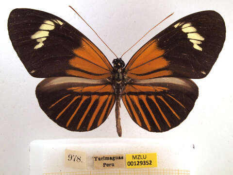 Imagem de Heliconius elevatus Nöldner 1901