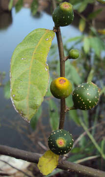 Image of Ficus heterophylla L. fil.