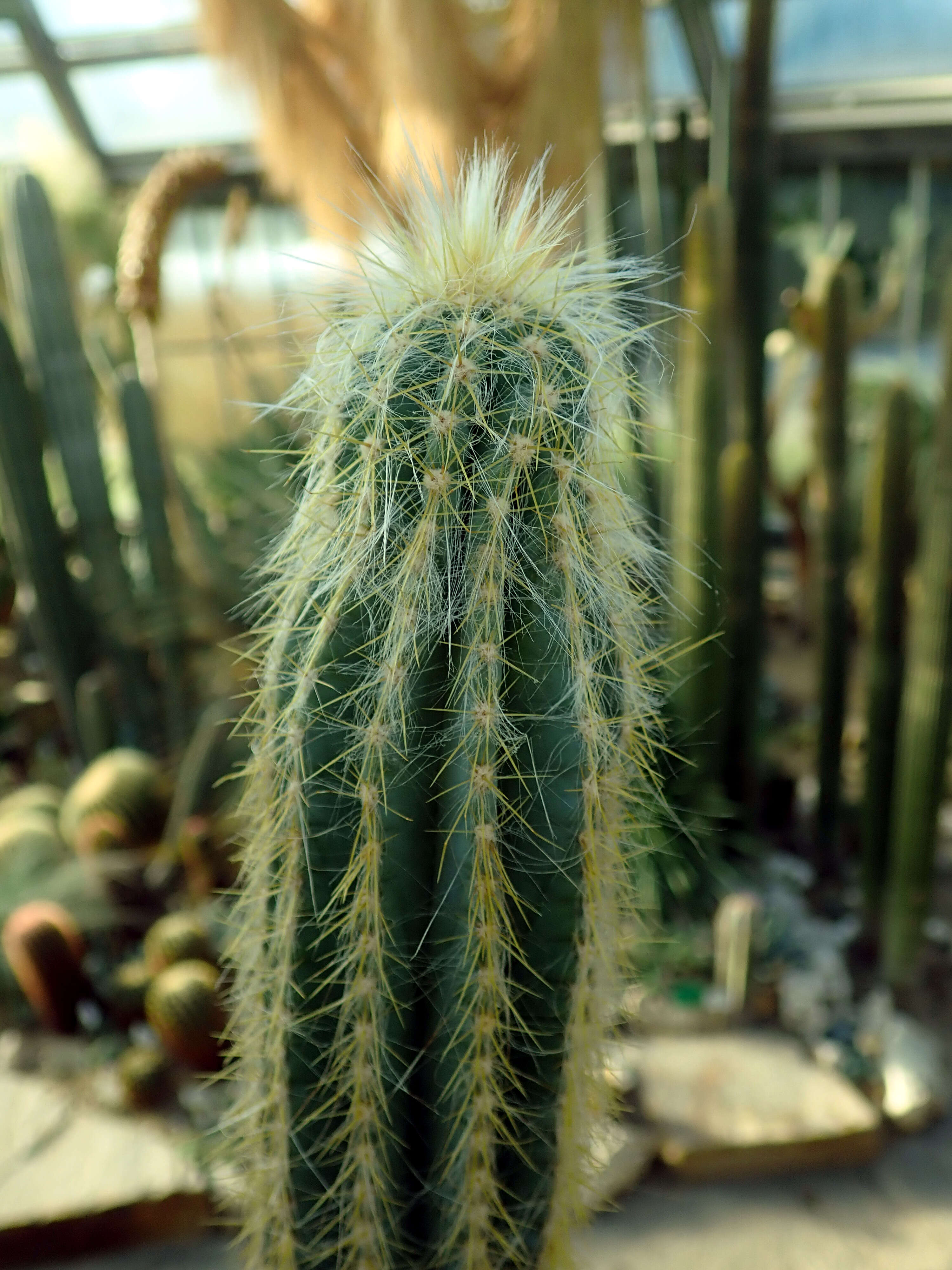 Imagem de Pilosocereus chrysacanthus (F. A. C. Weber) Byles & G. D. Rowley