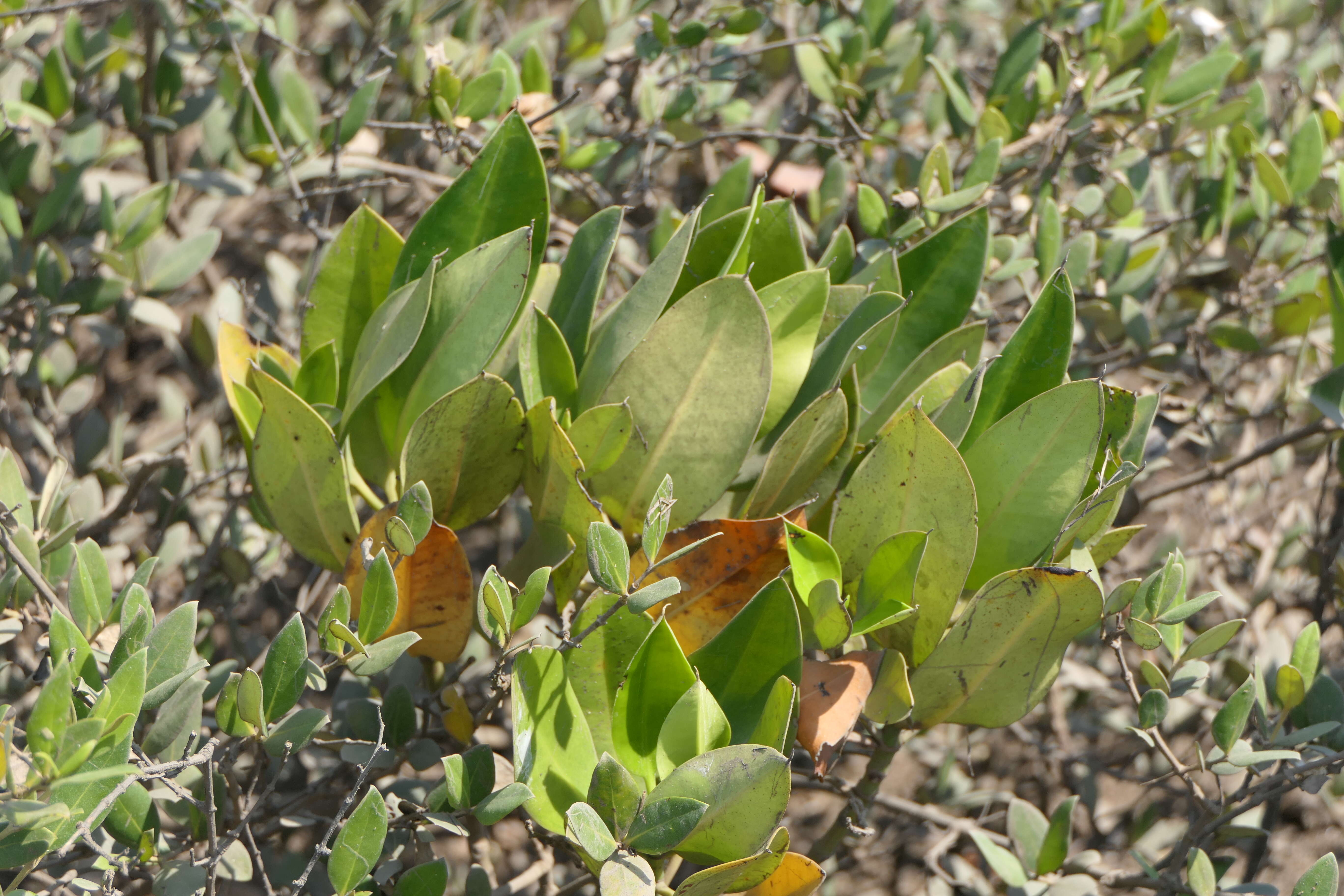 Image of Mangrove