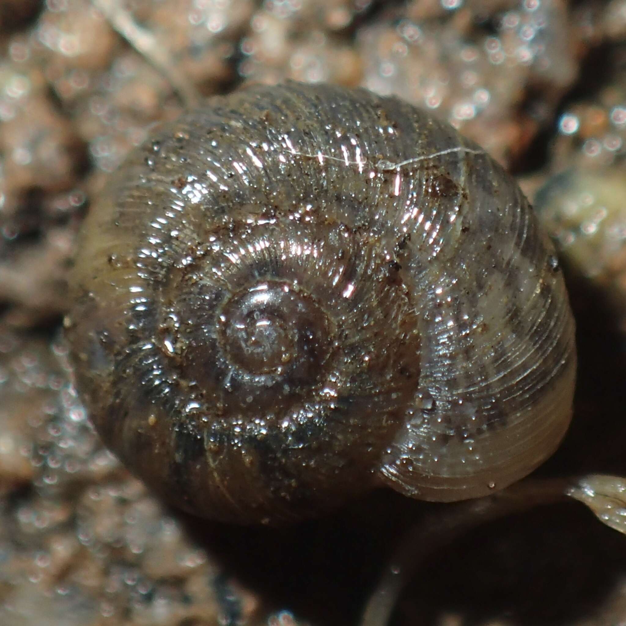 Imagem de Haplotrematoidea H. B. Baker 1925