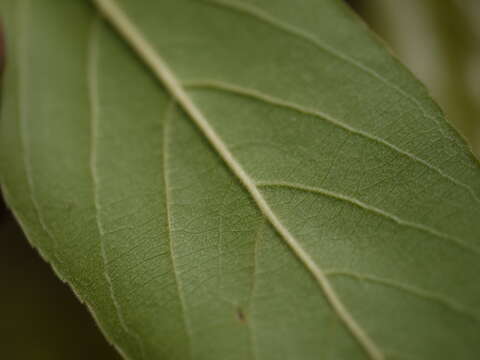 Image of Casearia tomentosa Roxb.