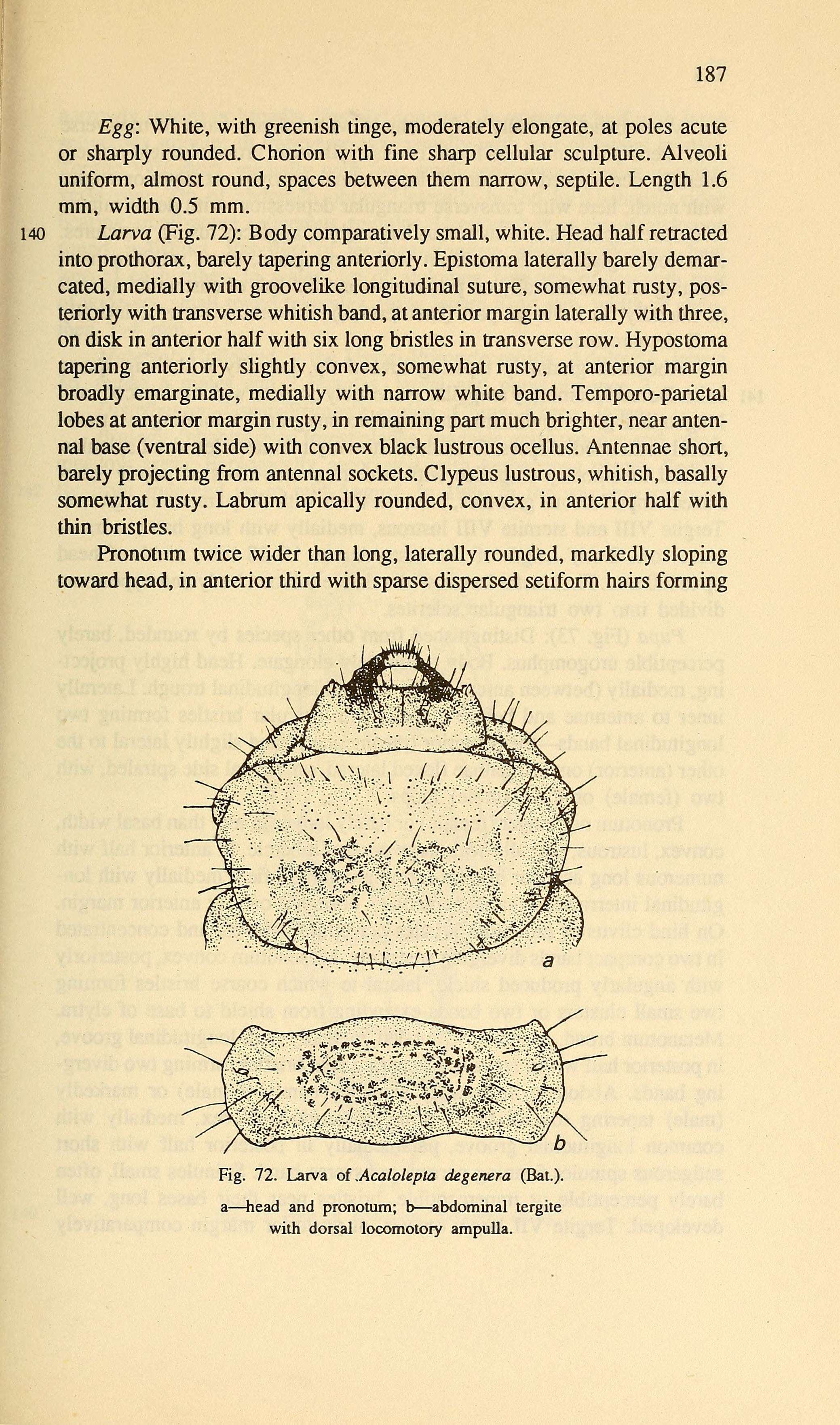 Image of Acalolepta degener (Bates 1873)