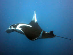 Image of Chevron Manta Ray