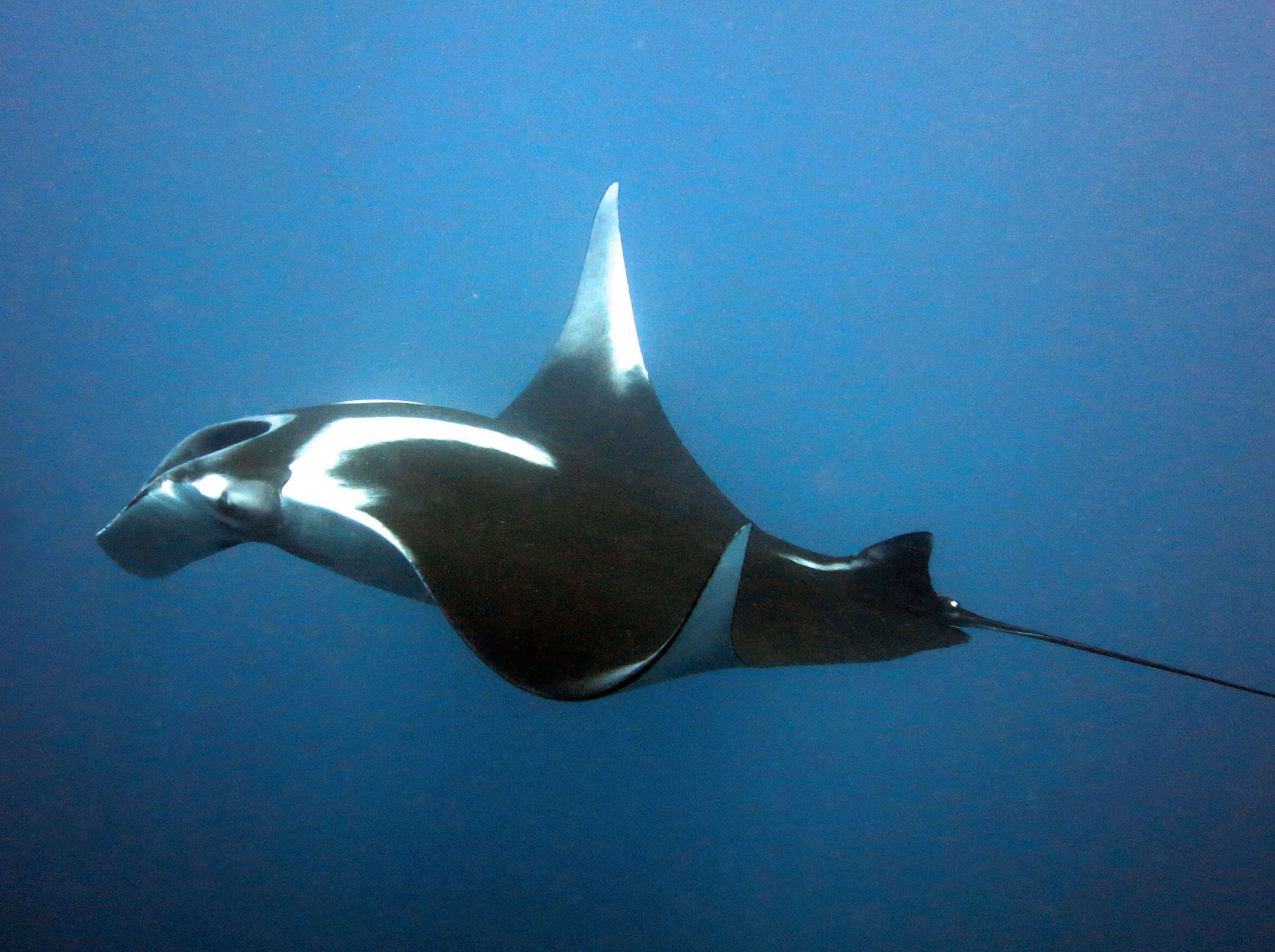 Image of Chevron Manta Ray