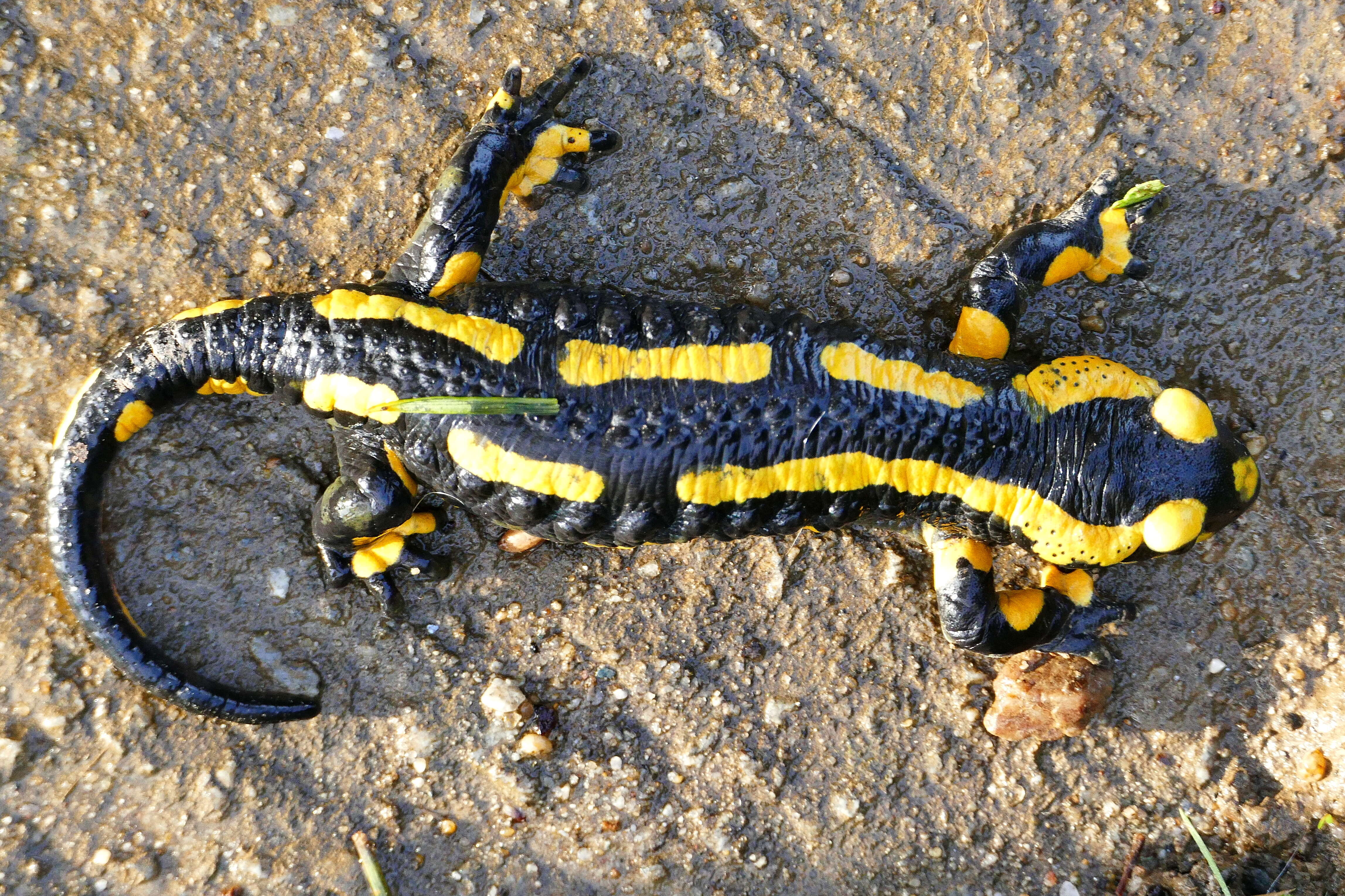 Image of Common Fire Salamander