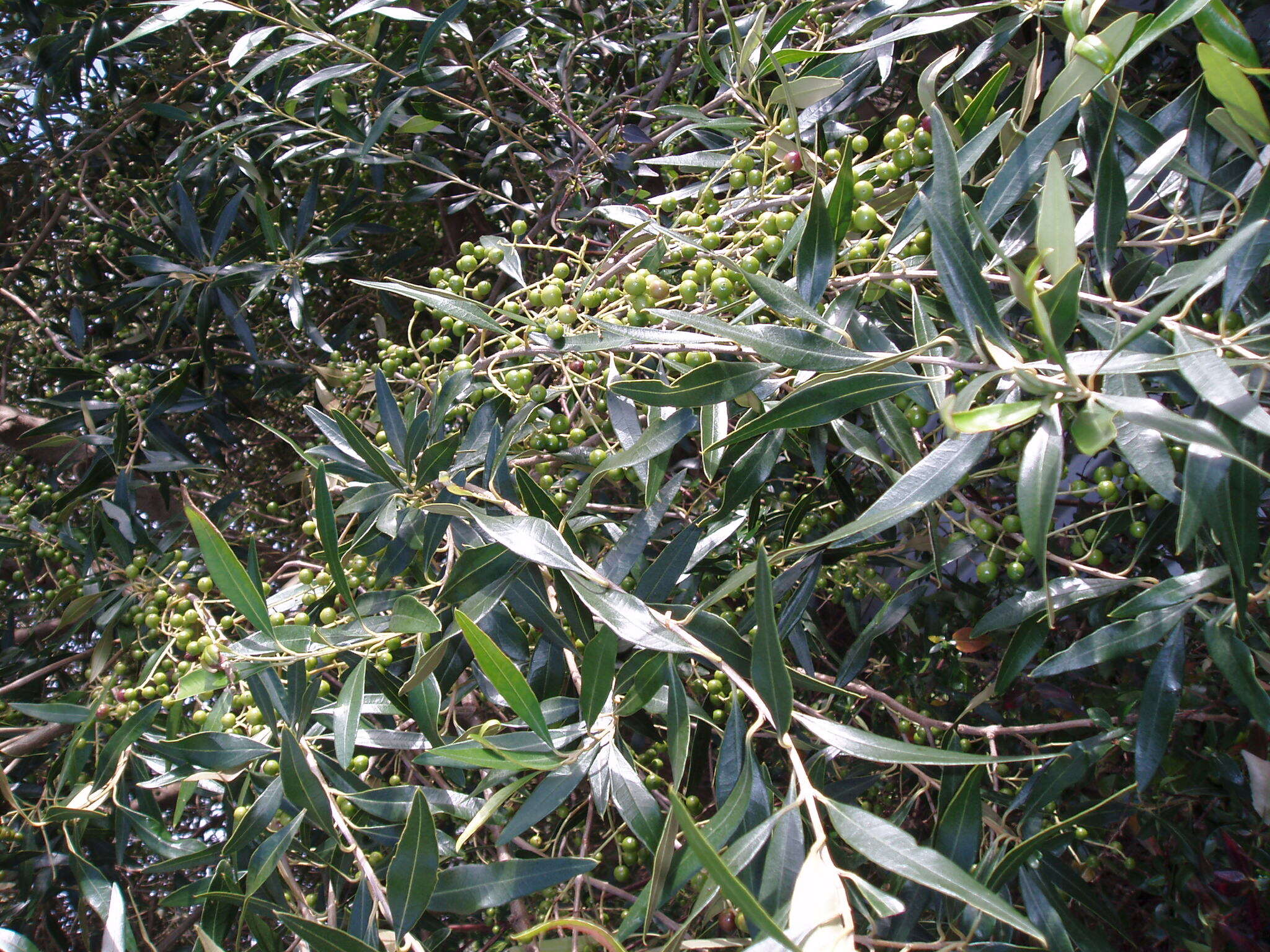 Image of African olive