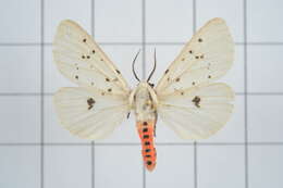 Image of Spilosoma daitoensis Matsumura 1930