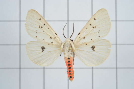 Spilosoma daitoensis Matsumura 1930 resmi