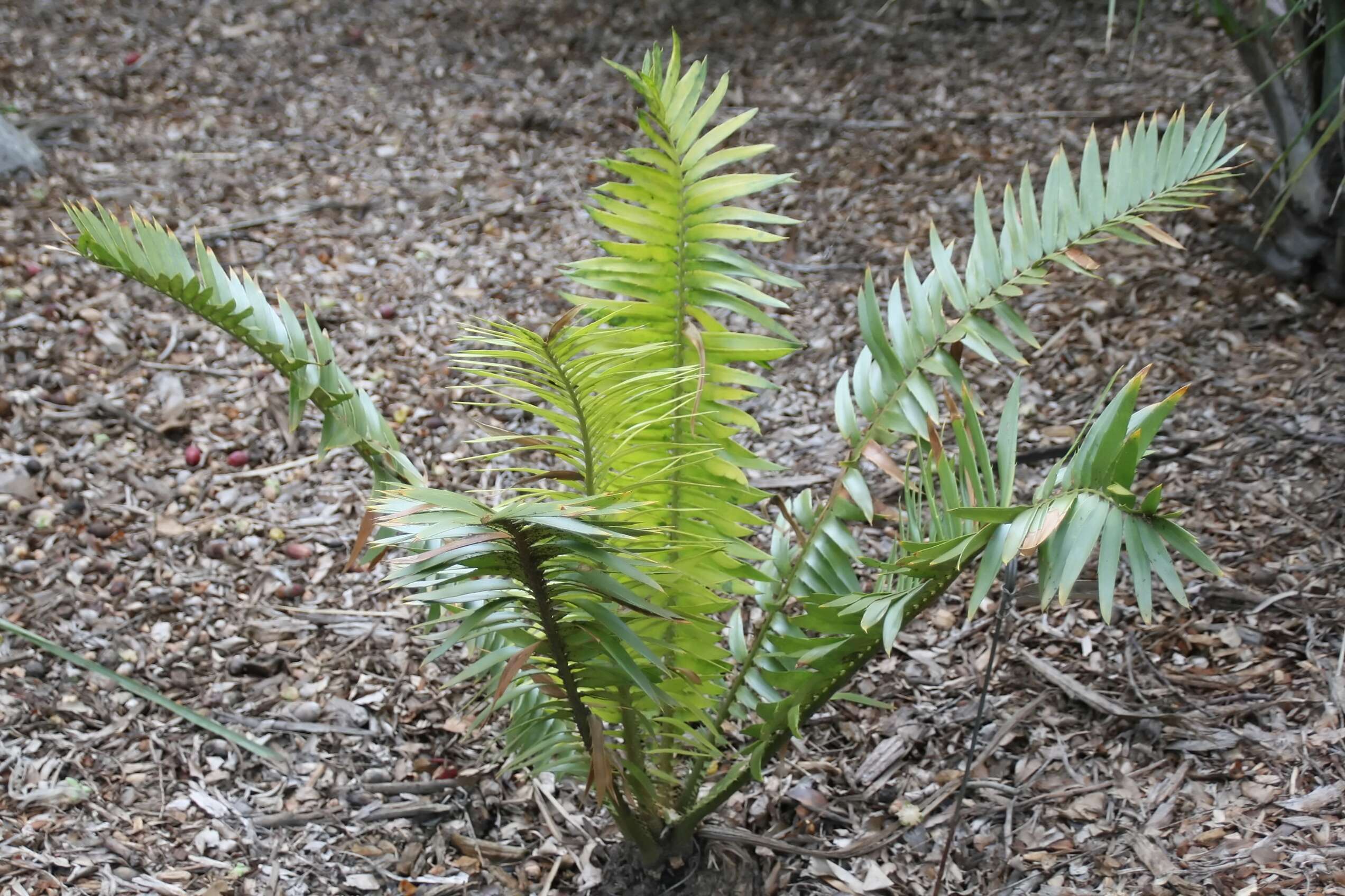 Image of Nile Cycad