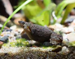 Image of African dwarf frog