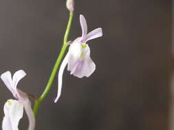 Image de Utricularia sandersonii Oliv.