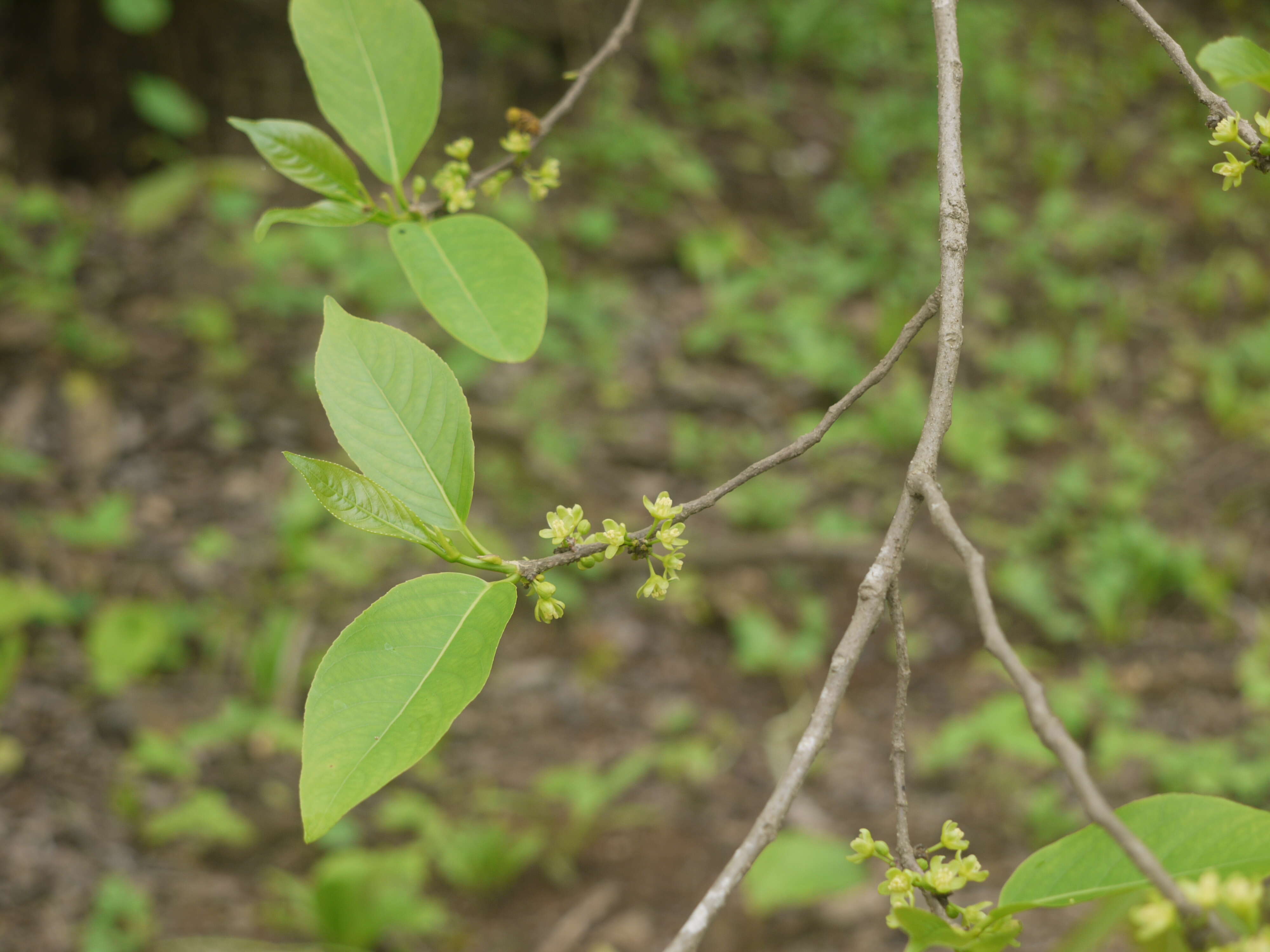 Image of Casearia tomentosa Roxb.