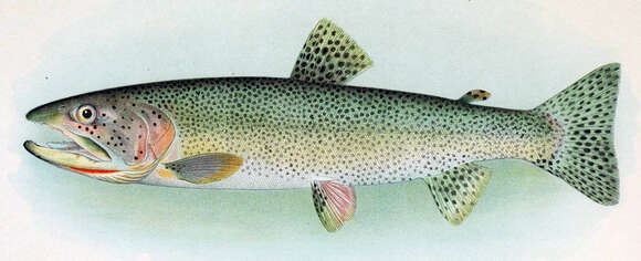 Image of Oncorhynchus clarkii clarkii