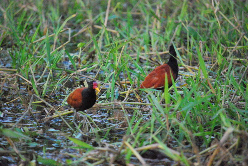 Image of Wattled Jacana