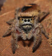 Image of Phidippus pacosauritus