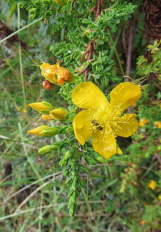 Imagem de Hypericum laricifolium Juss.