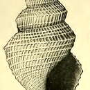 Image of Taranis mayi (Verco 1909)