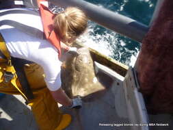 Image of Blonde Ray