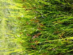 Image of Flat-sedge