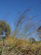 Image of Austrostipa scabra (Lindl.) S. W. L. Jacobs & J. Everett