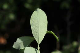 Image of eared willow