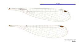 Image of Nososticta taracumbi Watson & Theischinger 1984