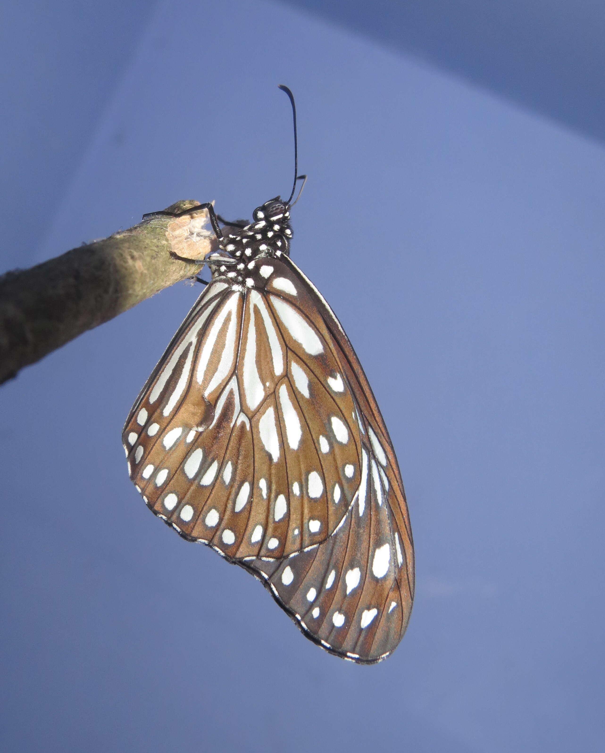 Image of Tirumala septentrionis